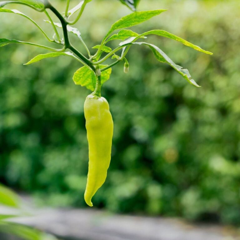 Banana pepper hanging from its branch